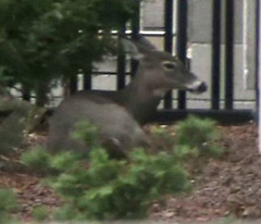 Toronto police are keeping watch on a deer that has wandered into the downtown core. THE CANADIAN PRESS/ Megan Leach.