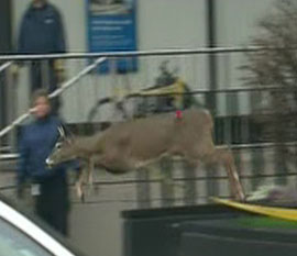 The deer makes a run for it near the Toronto Coach Terminal at Bay and Dundas, Tuesday, Nov. 24, 2009. Toronto police tasered the deer shortly after.