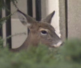 After apparently wandering around near Front Street and then around Queen and Bay, a 200 lb.deer made its way up to the University and Dundas area and laid down on a small patch of grass next to a medical building at Edward and Chestnut Streets, across from the bus terminal, around 7:30am.